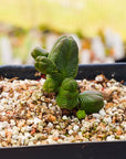 Crassula pyramidalis - Mini Buddha's Temple - Vivid Root