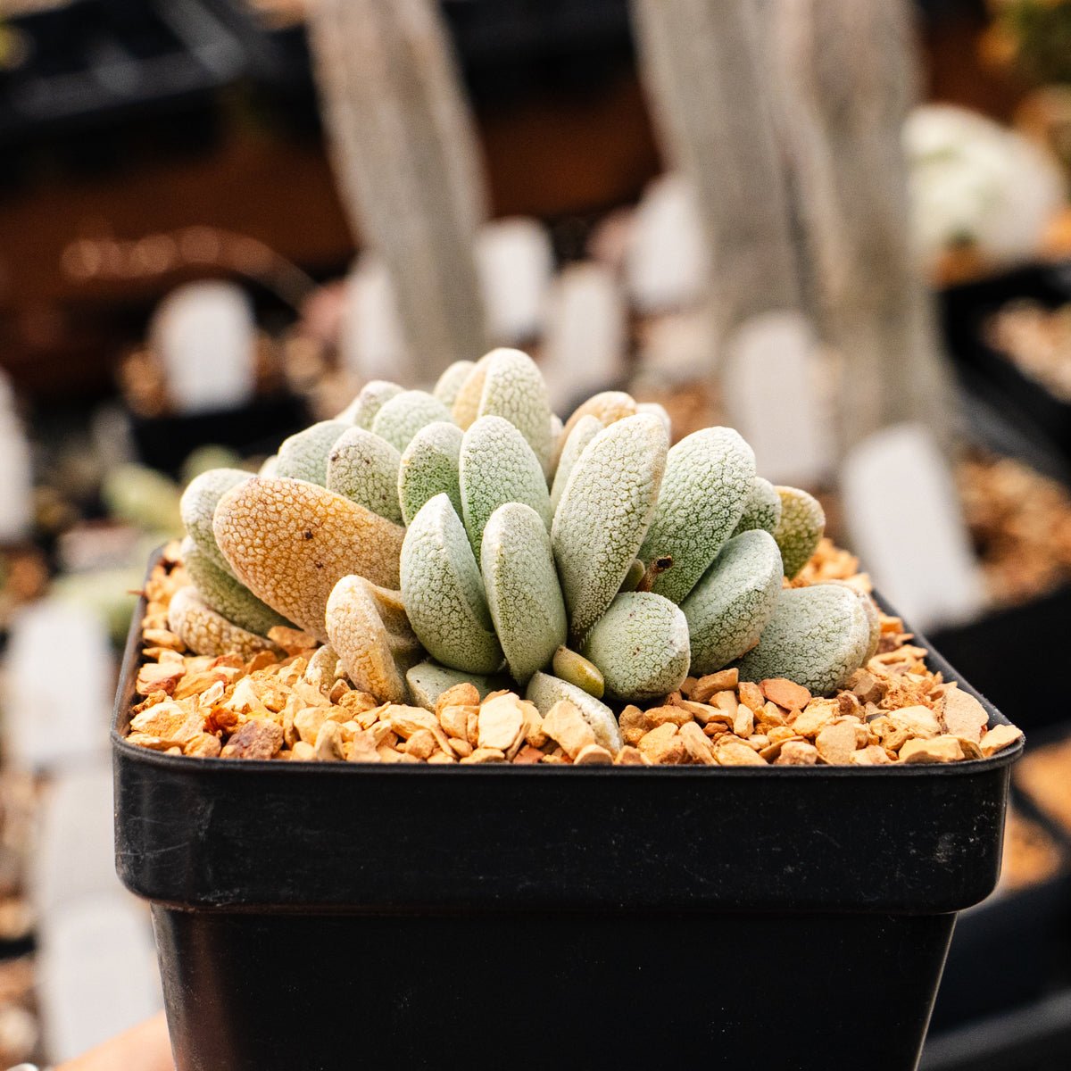 Crassula tecta - Lizard Skin Crassula (White Form) - Vivid Root