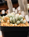 Crassula tecta - Lizard Skin Crassula (White Form) - Vivid Root