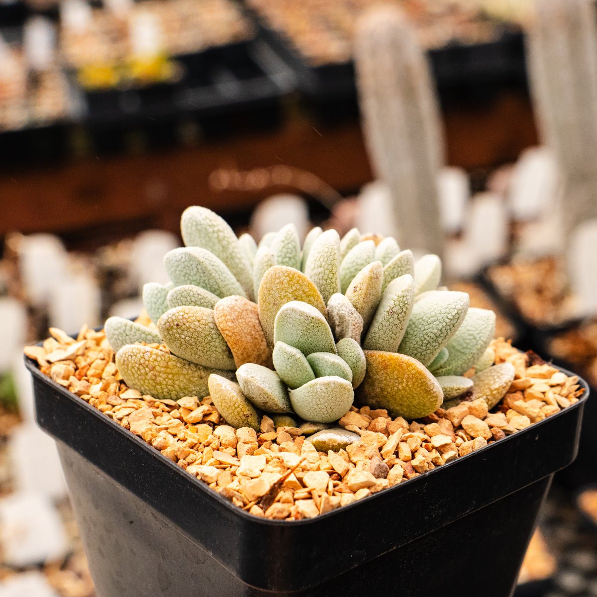 Crassula tecta - Lizard Skin Crassula (White Form) - Vivid Root