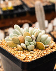 Crassula tecta - Lizard Skin Crassula (White Form) - Vivid Root