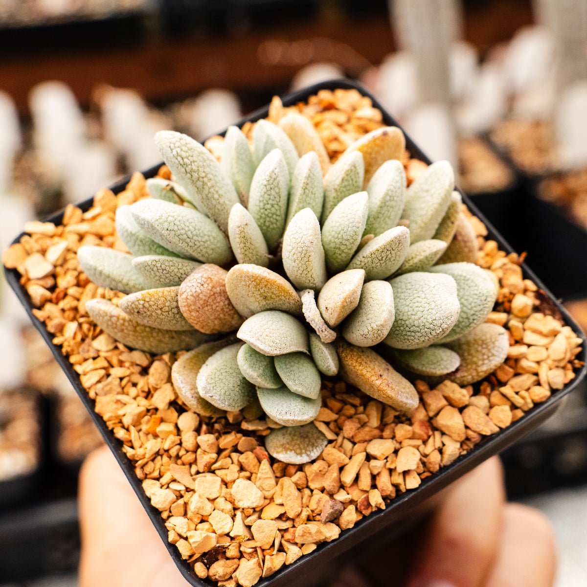 Crassula tecta - Lizard Skin Crassula (White Form) - Vivid Root
