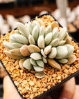 Crassula tecta - Lizard Skin Crassula (White Form) - Vivid Root