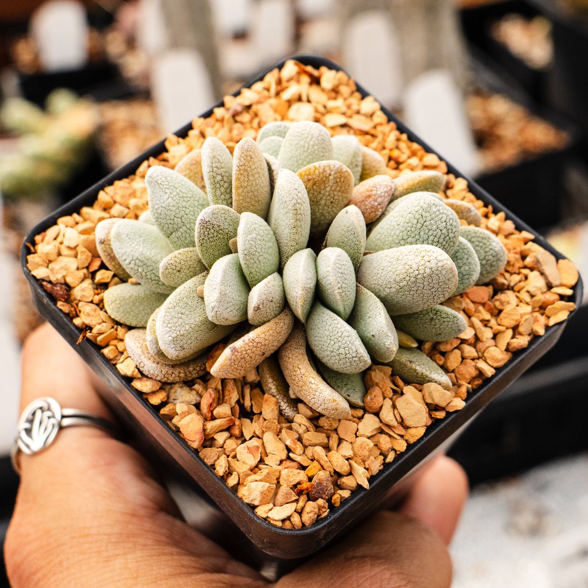 Crassula tecta - Lizard Skin Crassula (White Form) - Vivid Root