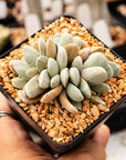 Crassula tecta - Lizard Skin Crassula (White Form) - Vivid Root