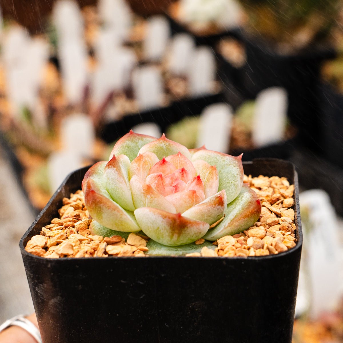 Echeveria 'Jelly Lip' - Vivid Root