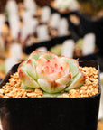 Echeveria 'Jelly Lip' - Vivid Root