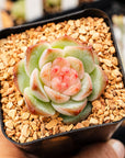 Echeveria 'Jelly Lip' - Vivid Root