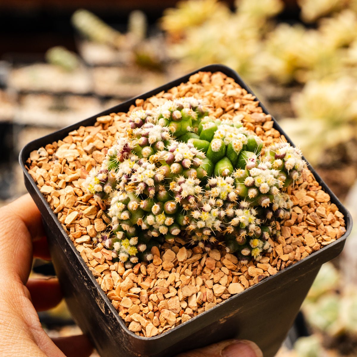 Echinocactus grusonii var. subinermis - Vivid Root