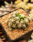 Echinocactus grusonii var. subinermis - Vivid Root