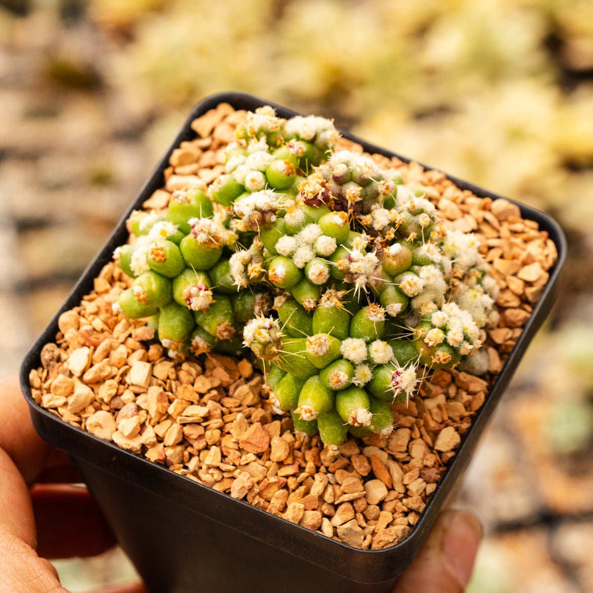 Echinocactus grusonii var. subinermis - Vivid Root