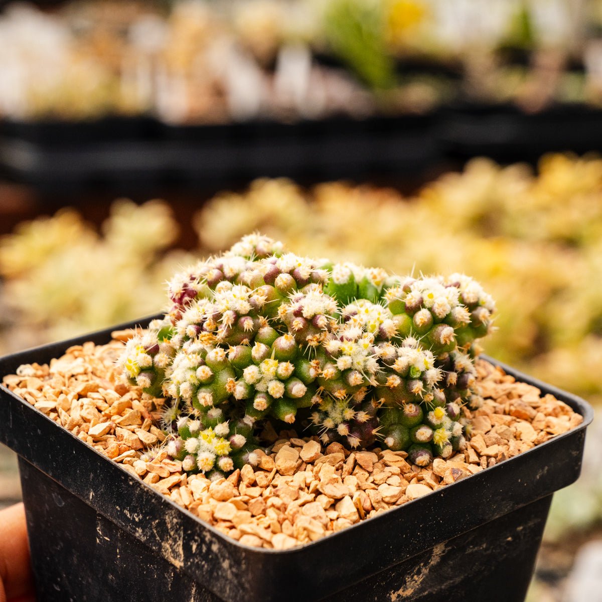 Echinocactus grusonii var. subinermis - Vivid Root
