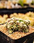 Echinocactus grusonii var. subinermis - Vivid Root