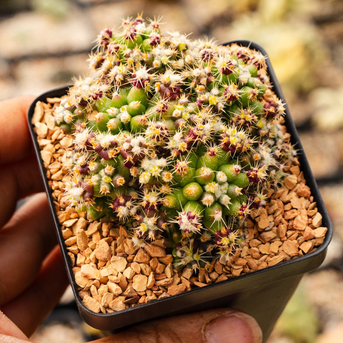 Echinocactus grusonii var. subinermis - Vivid Root