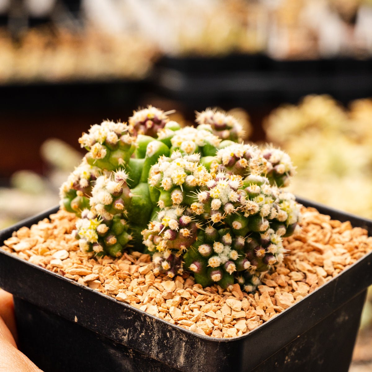 Echinocactus grusonii var. subinermis - Vivid Root