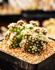 Echinocactus grusonii var. subinermis - Vivid Root