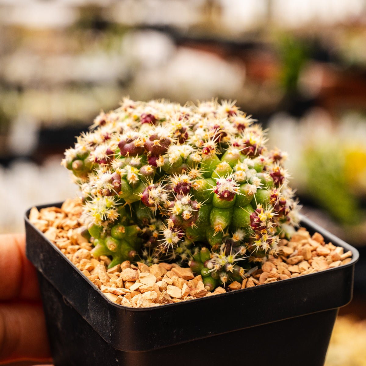 Echinocactus grusonii var. subinermis - Vivid Root