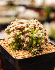 Echinocactus grusonii var. subinermis - Vivid Root