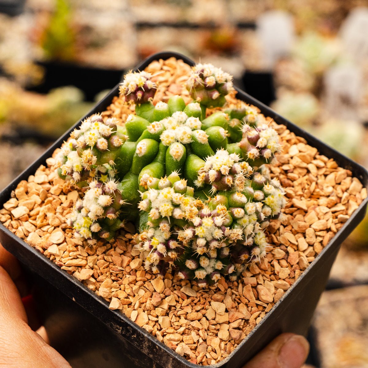 Echinocactus grusonii var. subinermis - Vivid Root