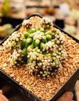 Echinocactus grusonii var. subinermis - Vivid Root