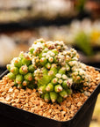 Echinocactus grusonii var. subinermis - Vivid Root