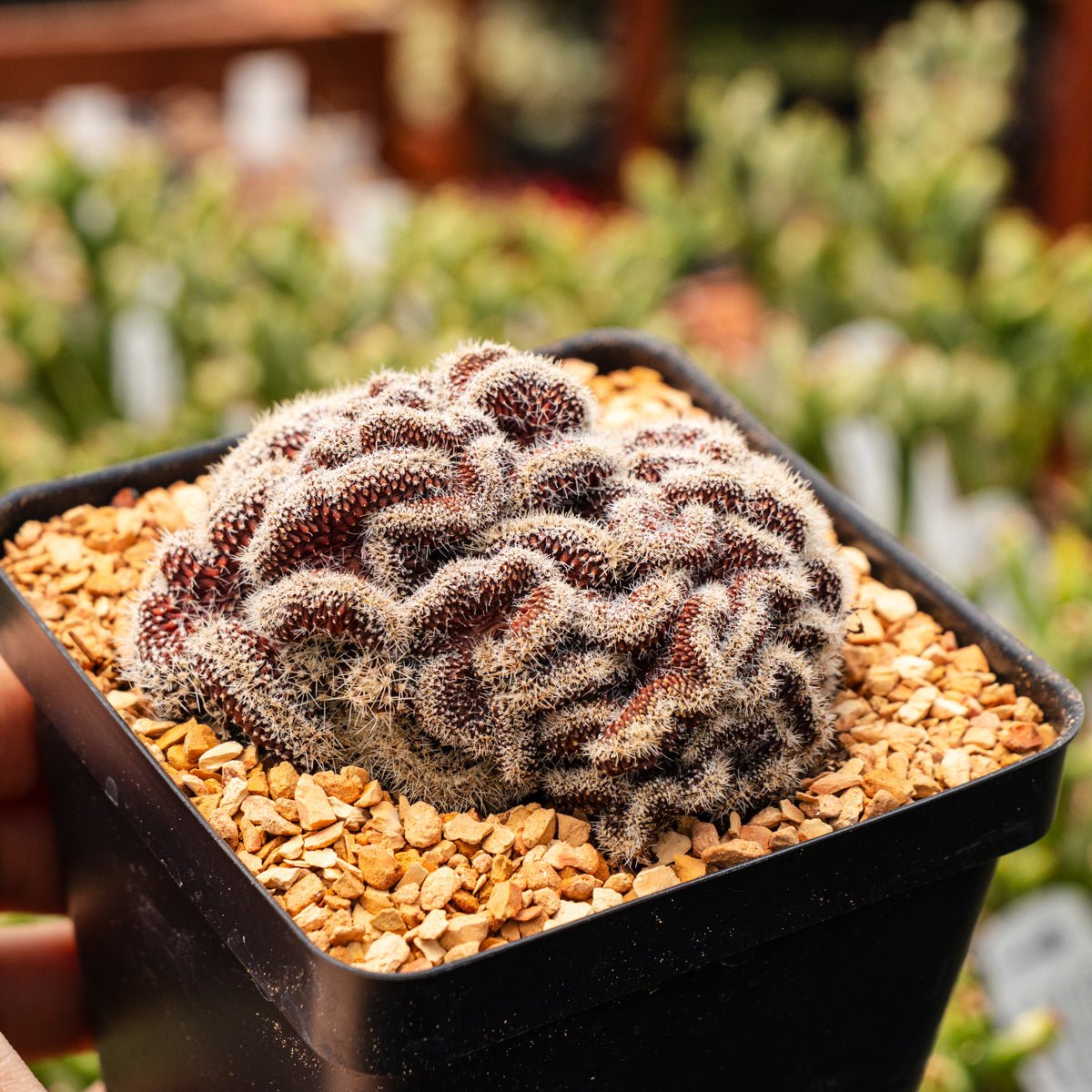 Echinopsis 'Schick Hybrid' cristata - Vivid Root