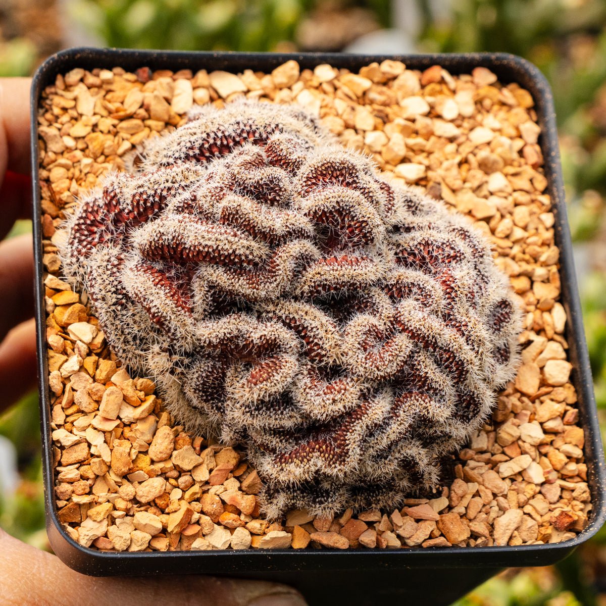 Echinopsis 'Schick Hybrid' cristata - Vivid Root