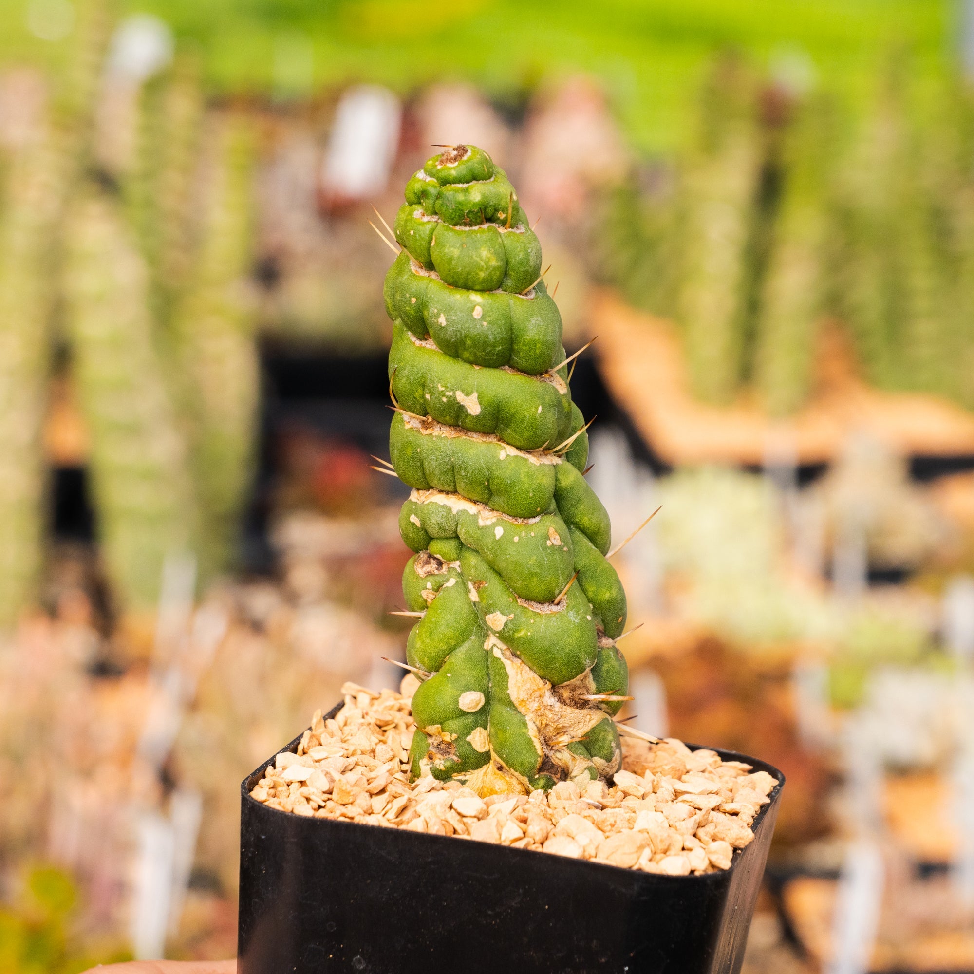 Eulychnia castanea cv. varispiralis - single stem - Vivid Root