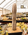 Euphorbia abdelkuri silver - Vivid Root