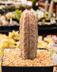 Euphorbia abdelkuri silver - Vivid Root