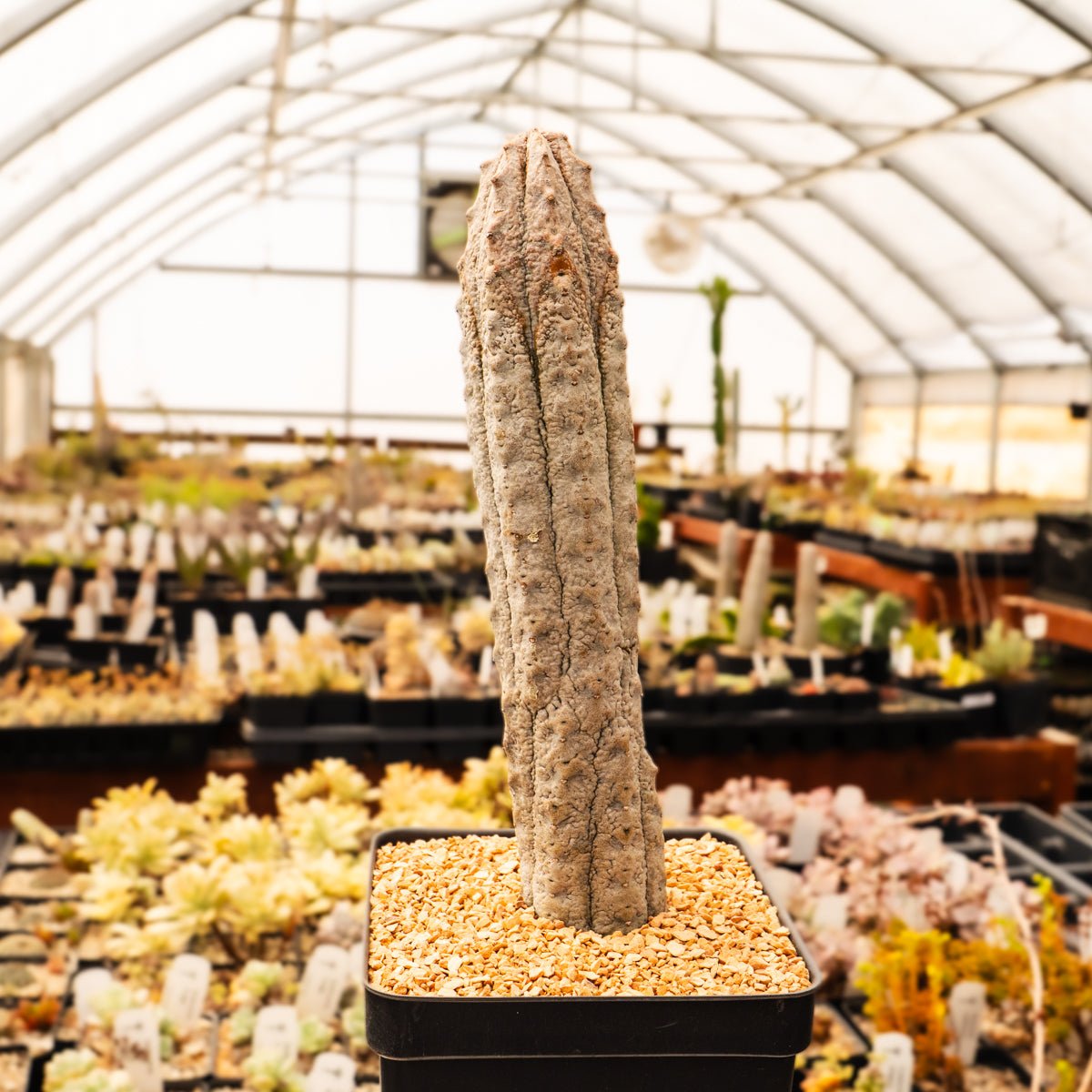 Euphorbia abdelkuri silver - Vivid Root