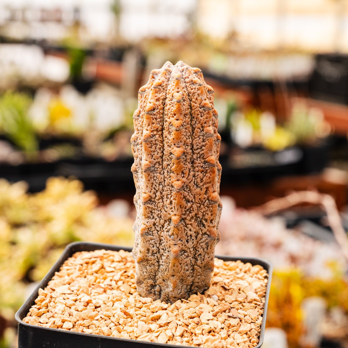 Euphorbia abdelkuri silver - Vivid Root