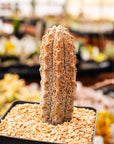 Euphorbia abdelkuri silver - Vivid Root
