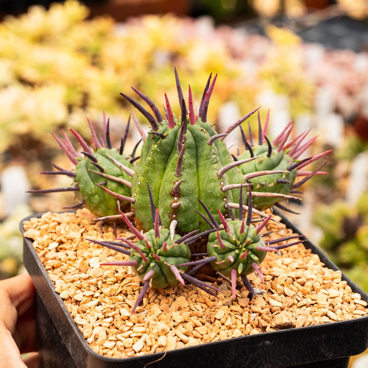 Euphorbia ferox - Vivid Root