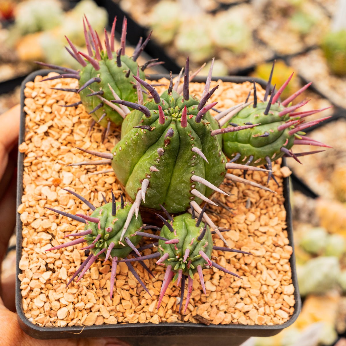 Euphorbia ferox - Vivid Root