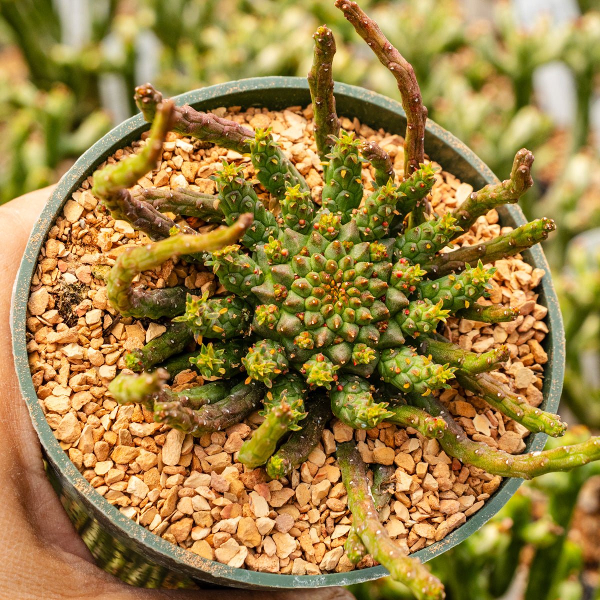 Euphorbia flanaganii - Vivid Root