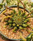 Euphorbia flanaganii - Vivid Root