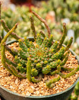 Euphorbia flanaganii - Vivid Root