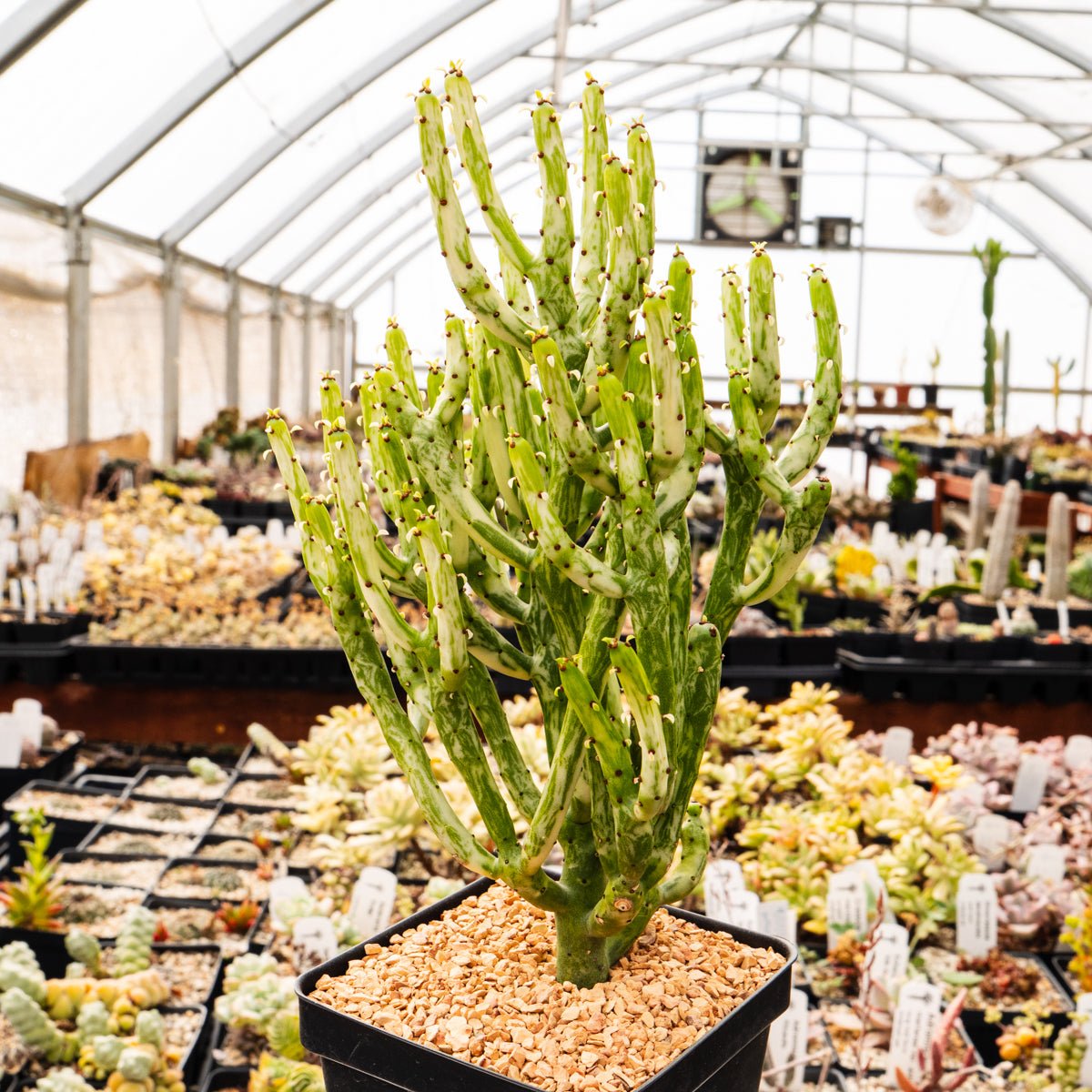 Euphorbia leucodendron oncoclada f. variegata white - Vivid Root