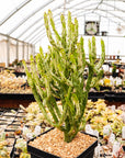Euphorbia leucodendron oncoclada f. variegata white - Vivid Root