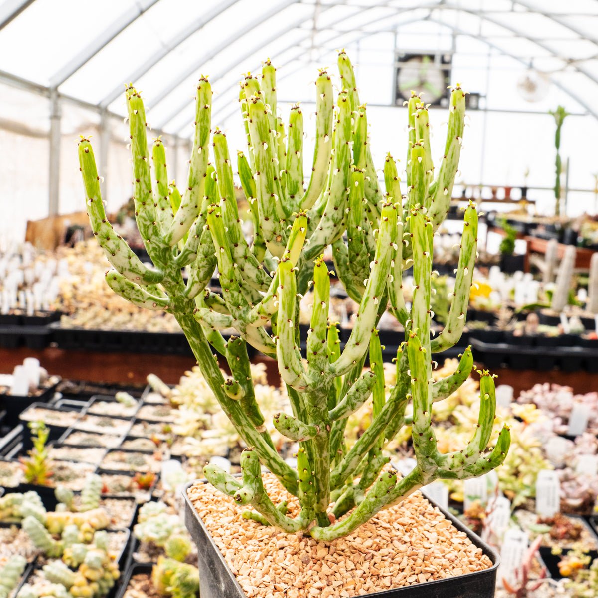 Euphorbia leucodendron oncoclada f. variegata white - Vivid Root