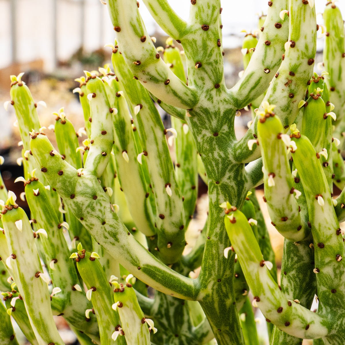 Euphorbia leucodendron oncoclada f. variegata white - Vivid Root