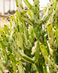Euphorbia leucodendron oncoclada f. variegata white - Vivid Root