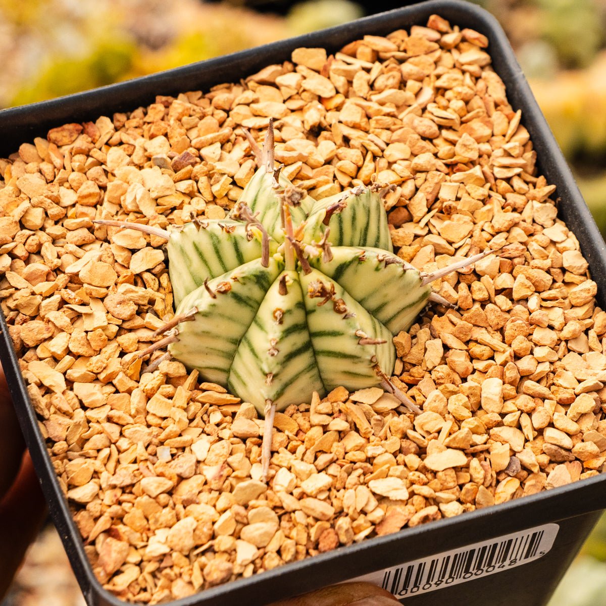 Euphorbia meloformis variegated - Vivid Root