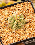 Euphorbia meloformis variegated - Vivid Root