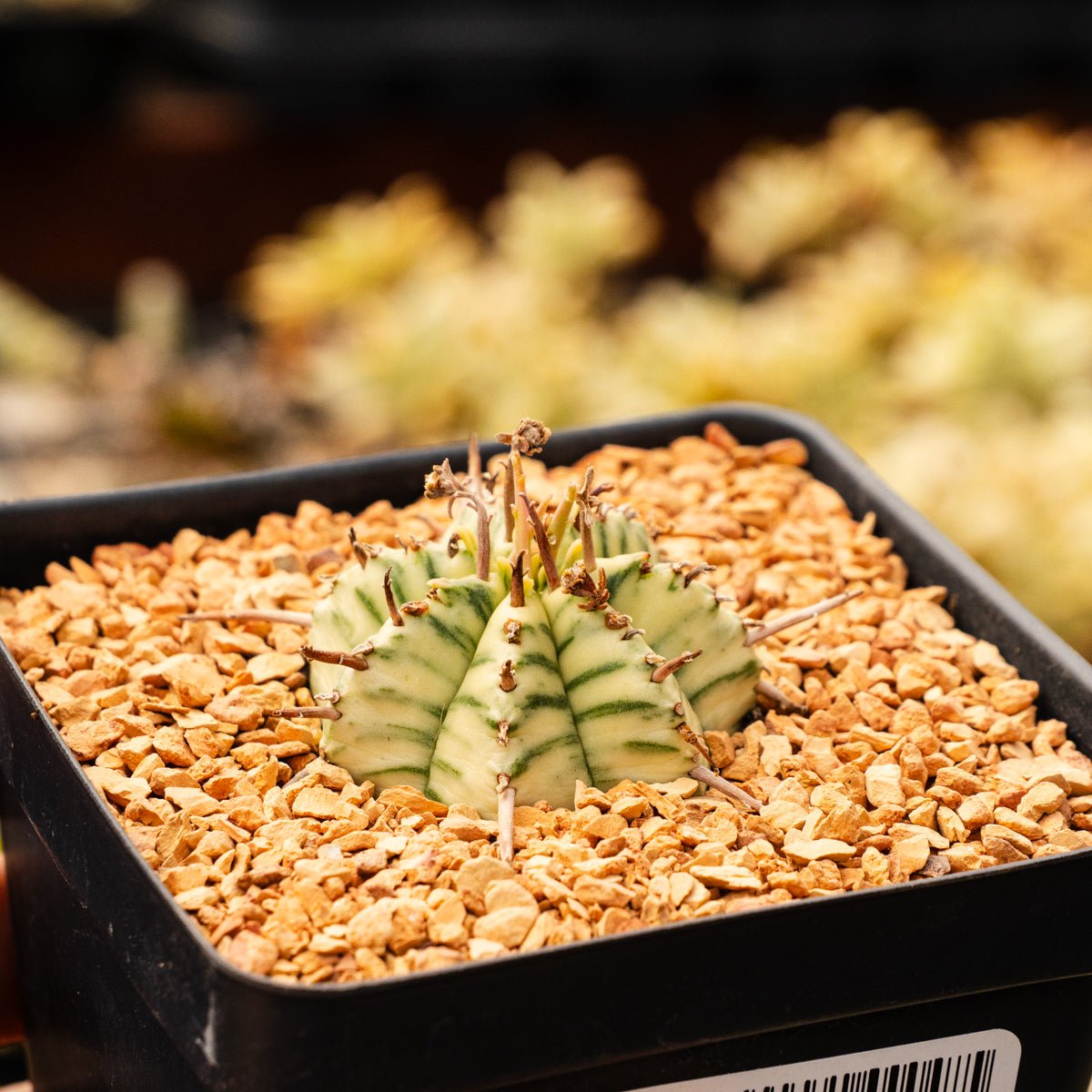 Euphorbia meloformis variegated - Vivid Root
