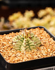 Euphorbia meloformis variegated - Vivid Root