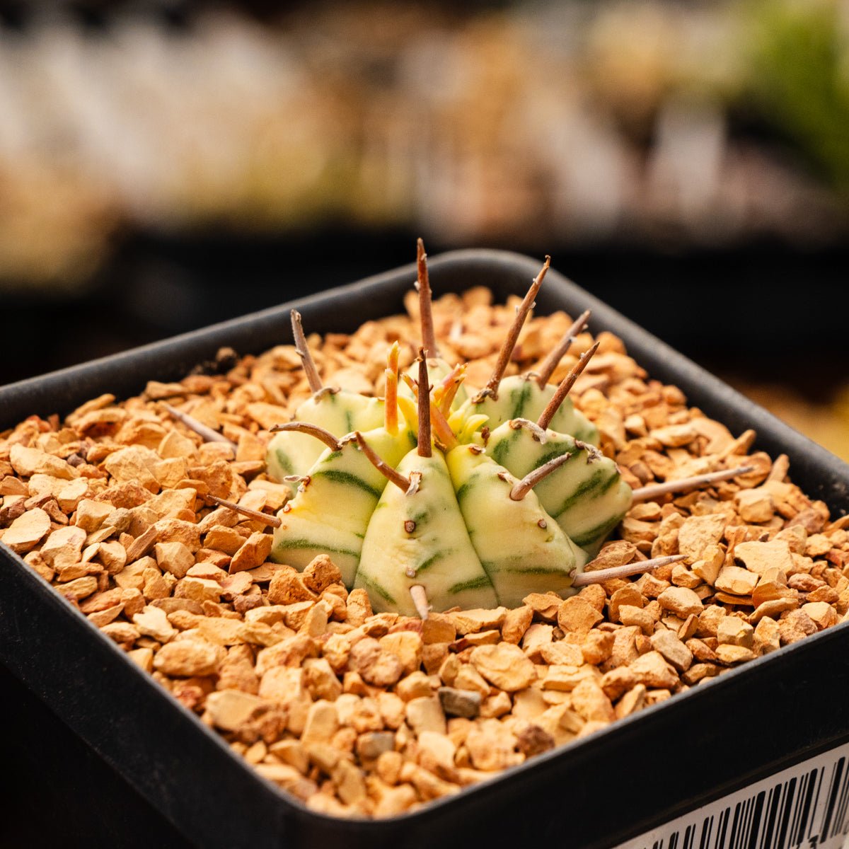 Euphorbia meloformis variegated - Vivid Root
