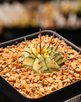 Euphorbia meloformis variegated - Vivid Root