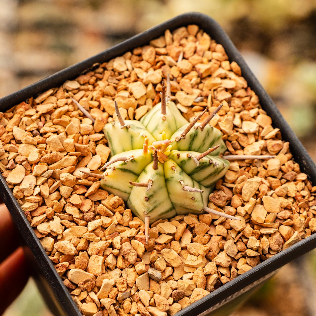 Euphorbia meloformis variegated - Vivid Root